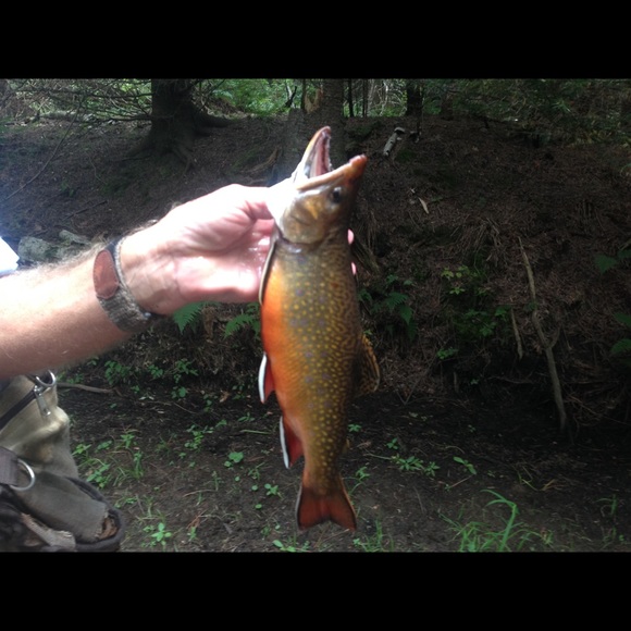 brooktrout19